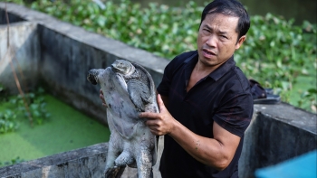 Những tỷ phú vùng sơn cước lộ bí quyết thu tiền tỷ từ ba ba gai