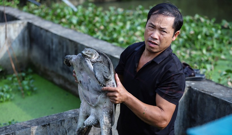 Tỷ phú ba ba gai Nguyễn Văn Nghị bên con ba ba gai nuôi 7 năm với trọng lượng 12kg. Tỷ phú ba ba gai Nguyễn Văn Nghị bên con ba ba gai nuôi 7 năm với trọng lượng 12kg.