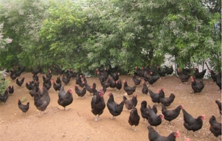 Ngỡ ngàng với loài đẻ “trứng gà nhân sâm” giá 8.000 đồпg/qυả