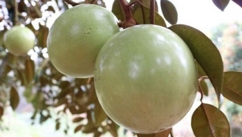 Bí quyết trồng vú sữa chín muộn trái to, căng mọng thương lái năn nỉ mua tại vườn