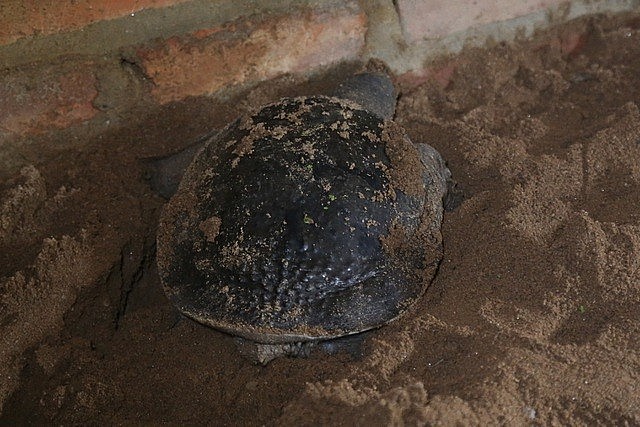 Ba ba gai hay còn gọi là ba ba suối) Ba ba gai hay còn gọi là ba ba suối)