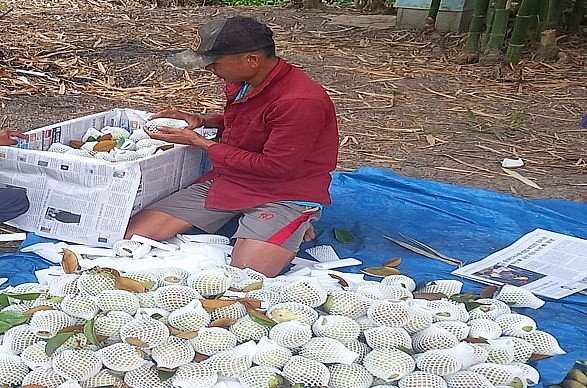 Vú sữa thu hoạch tại vườn vú sữa Lò Rèn của gia đình ông Truyền được thương lái vào tận nơi thu mua. Vú sữa thu hoạch tại vườn vú sữa Lò Rèn của gia đình ông Truyền được thương lái vào tận nơi thu mua.