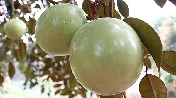 Vú sữa cho trái to, căng mọng và chín muộn nên bán với giá cao. Vú sữa cho trái to, căng mọng và chín muộn nên bán với giá cao.