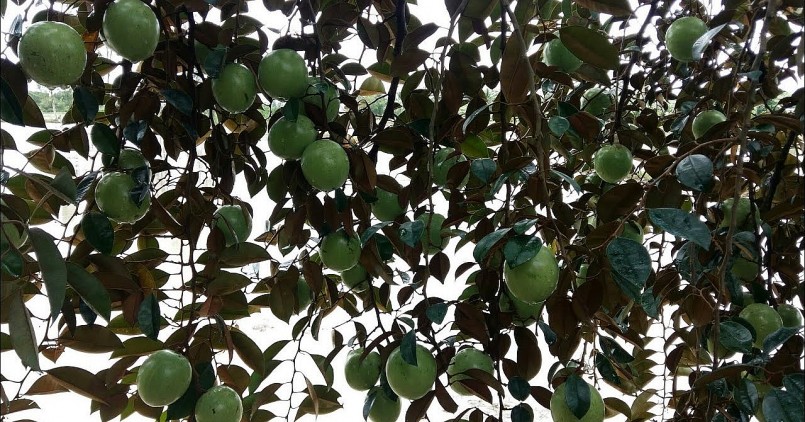 Vú sữa lò rèn là loại trái cây “độc quyền” và chỉ có duy nhất ở Việt Nam. Vú sữa lò rèn là loại trái cây “độc quyền” và chỉ có duy nhất ở Việt Nam.