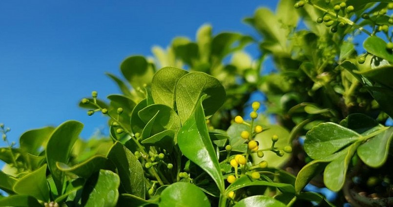 Ngoài dáng thế đẹp, độc, lạ, cây ngâu này lại thường xuyên cho ra hoa rất thơm.