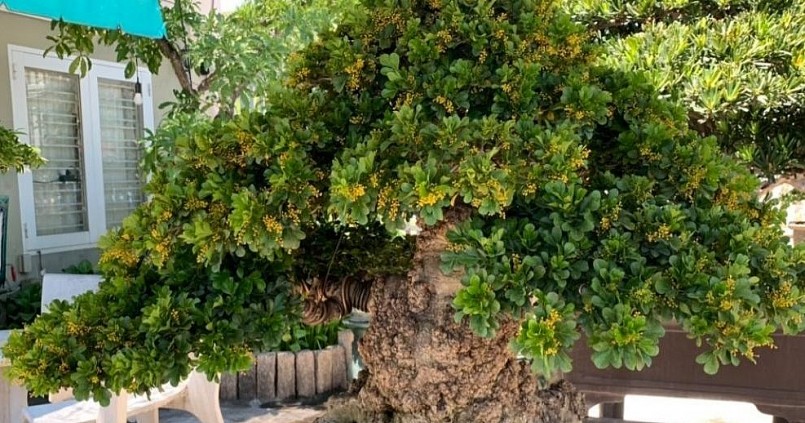 Cây ngâu cổ thụ vẫn khoe sắc hoa vàng.