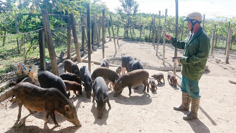 Gia đình ông Nguyễn Văn Y làm giàu từ mô hình trang trại vườn - ao - chuồng