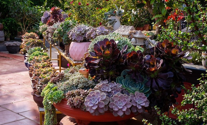 Có lần, Hằng phải đi gần 400 km để mua được một cây sen đá cổ thụ 30 tuổi.