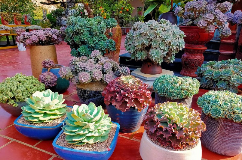 Vườn sen đá của Hằng giờ lên tới 700 chậu với 150 loài khác nhau.