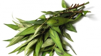 Rau răm cùng những lợi tuyệt vời ích đối với sức khỏe không phải ai cũng biết