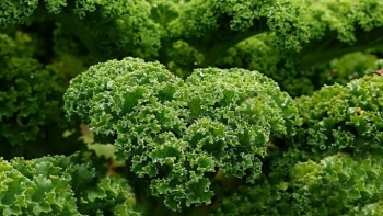 Những loại rau rẻ hơn thịt lợn, giàu sắt như thịt bò, người thiếu máu nên ăn thường xuyên