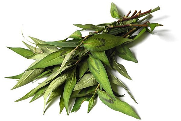 Tất cả các bộ phận của rau răm đều có công dụng chữa bệnh