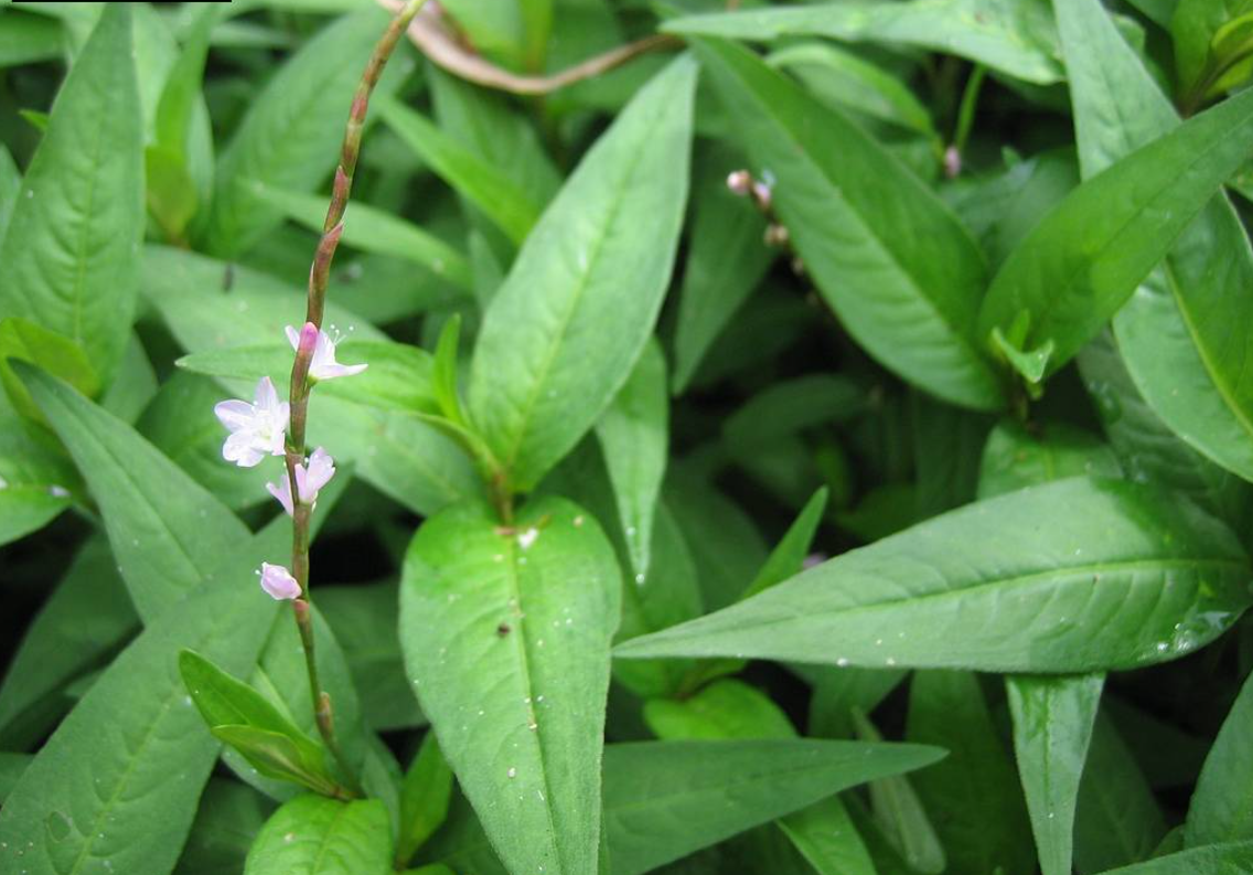 Rau răm cùng những lợi ích đối với sức khỏe không phải ai cũng biết