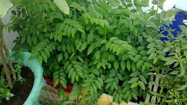 Cách trồng rau ngót trong thùng xốp và mẹo cực hay giúp rau lên mơn mởn