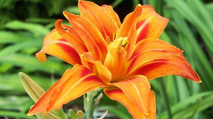 Độc lạ đặc sản từ loài hoa “chị em” với hoa ly, mỗi năm chỉ nở 1 tháng, giá nửa triệu/cân vẫn thi nhau săn lùng