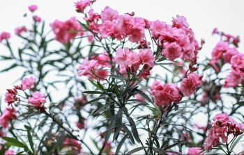 Loại cây cảnh tên khêu gợi ở đâu cũng gặp vì sao được ví như "sự quyến rũ của thần chết"