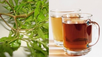 Những tác dụng tuyệt vời của cây đinh lăng ít người biết