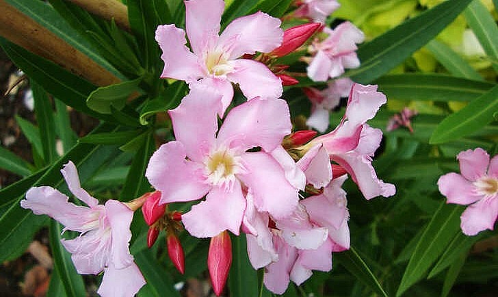 Cây trúc đào có hoa đẹp quyến rũ và dễ trồng.