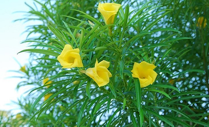 Hoa trúc đào có nhiều màu sắc khác nhau và mỗi loại hoa mang một ý nghĩa riêng.