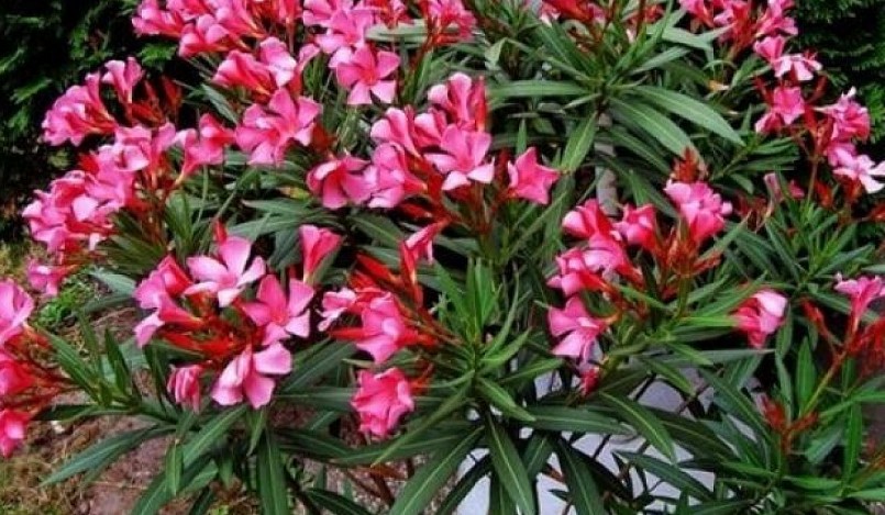 Cây trúc đào mang vẻ đẹp hút hồn với số lượng loài vô cùng lớn trên khắp thế giới tuy nhiên lại chứa chất độc gây hại.