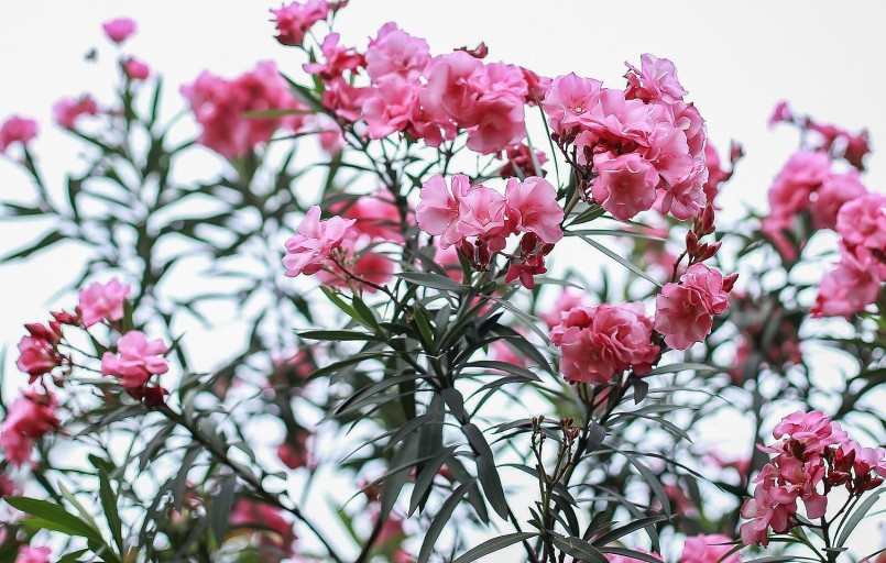 Cây trúc đào chứa độc toàn thân