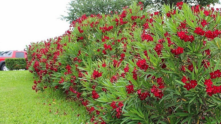 Cây trúc đào được trồng rất phổ biến ở Việt Nam nhất là trên các tuyến đường giao thông.