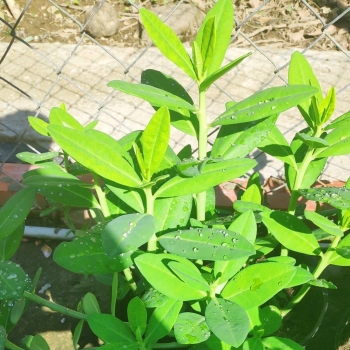 Công dụng cực hay của cây thạch anh trong hỗ trợ điều trị một số loại bệnh