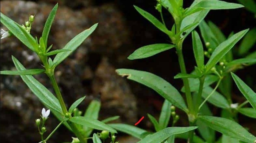 Tác dụng của bạch hoa xà thiệt thảo