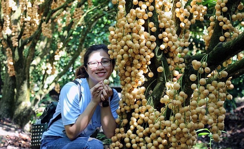 Vườn dâu da vàng vào mùa quả chín thu hút rất nhiều khách tham quan du lịch. Vườn dâu da vàng vào mùa quả chín thu hút rất nhiều khách tham quan du lịch.