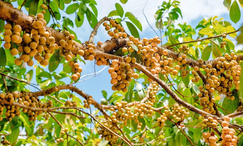 Cây dâu da vàng đặc trưng của miền Tây Nam bộ. Cây dâu da vàng đặc trưng của miền Tây Nam bộ.