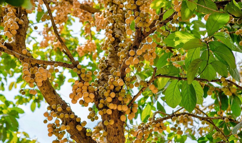 Cây dâu da vàng được nhiều người trồng làm cây cảnh. Cây dâu da vàng được nhiều người trồng làm cây cảnh.