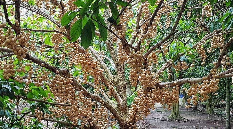 Vườn dâu da vàng của ông Tâm mỗi cây khi thu hoạch có thể cho vài trăm ký trái. Vườn dâu da vàng của ông Tâm mỗi cây khi thu hoạch có thể cho vài trăm ký trái.