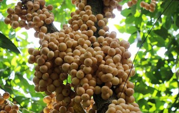 Loại cây đặc trưng miền Tây trái nhuộm vàng toàn thân, ăn 3 phần chua 7 phần ngọt gây thương nhớ