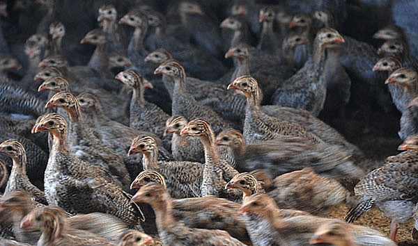 gà sao có nguồn gốc từ gà rừng, có sức đề kháng mạnh