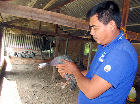 Anh Hưng đang chăm sóc những con gà sao còn lại sau đợt xuất chuồng