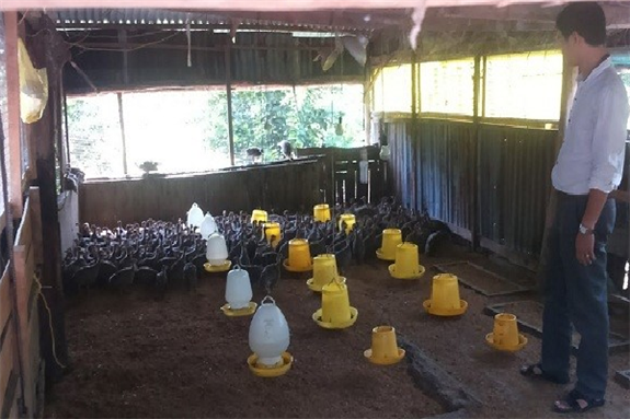 Cán bộ Khuyến nông xã xã Phụng Hiệp đến xem và hướng dẫn kỹ thuật nuôi gà sao, chăm sóc gà sao cho ông Thanh,