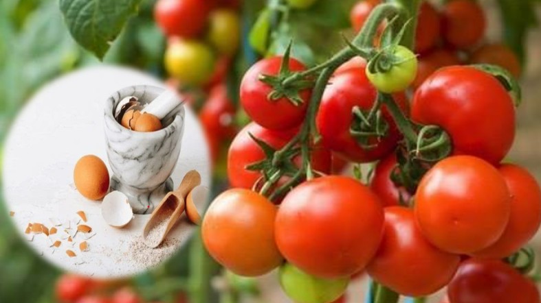 Trồng cà chua hãy chôn thứ này vào gốc giúp cây lớn nhanh như thổi, quả sai trĩu trịt