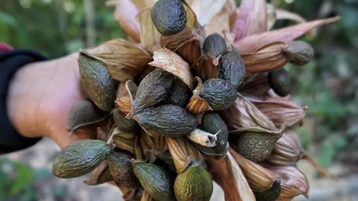 Loại hạt xưa rụng đầy rừng ít người ngó, nay là đặc sản bổ như yến sào, không thử một lần phí cả đời