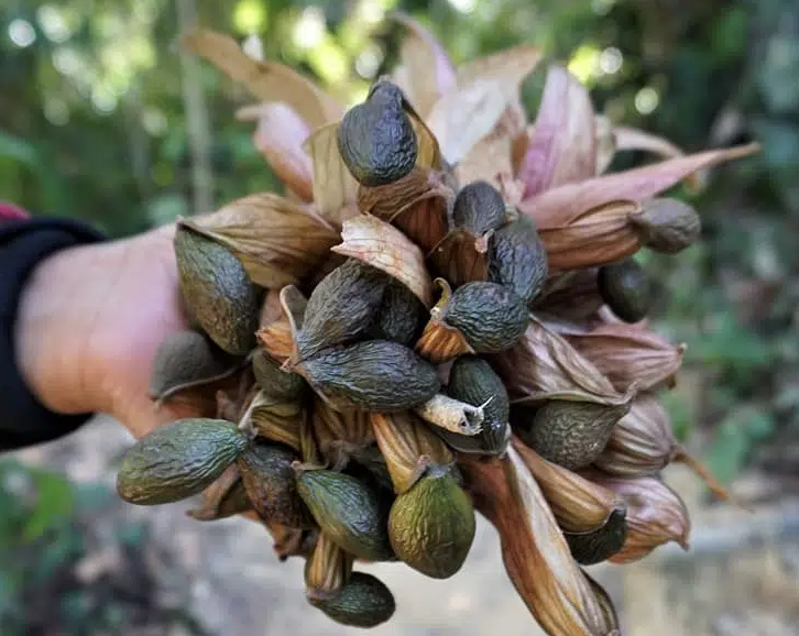 Loại hạt xưa rụng đầy rừng ít người ngó, nay là đặc sản bổ như yến sào, không thử một lần phí cả đời