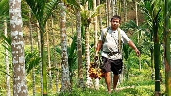 Loại cây có từ ngàn đời, xưa trồng để làm cảnh nay thương lái ồ ạt tới mua, nhà vườn thu tiền tỷ ngon ơ