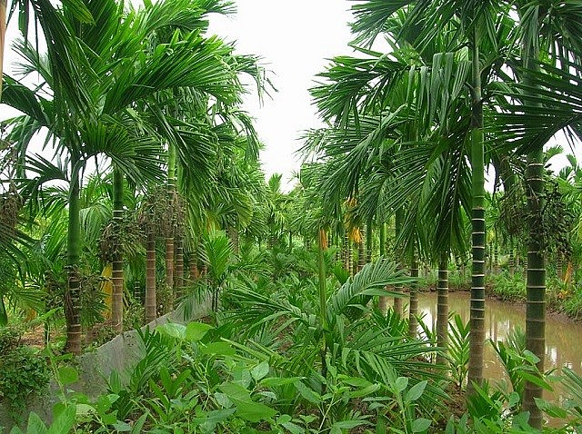 Cây cau có từ ngàn đời Cây cau có từ ngàn đời