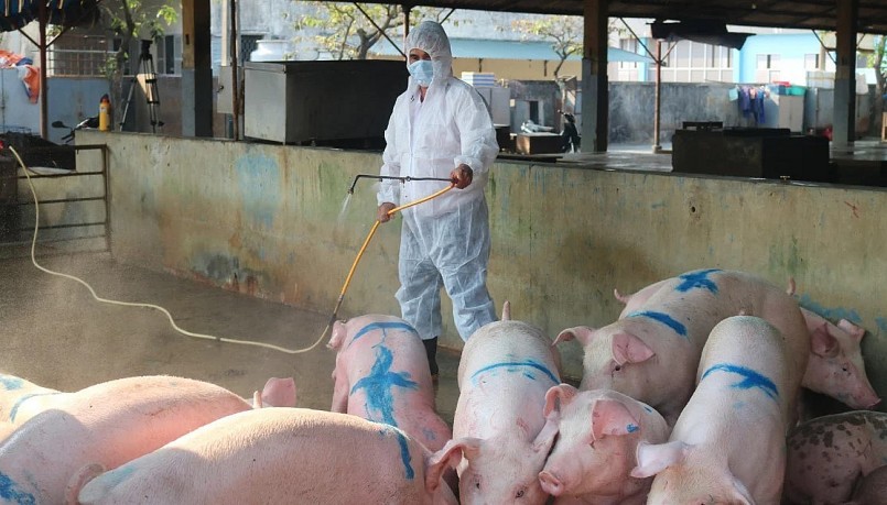 Giá heo hơi hôm nay (17/3) giảm trên diện rộng, nơi giảm nhiều nhất tới 2.000 đồng/kg.