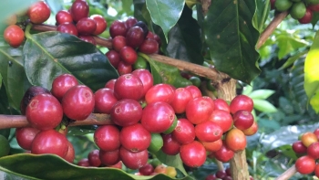 Giá nông sản hôm nay (17/3) cà phê tăng vọt trên mốc 47.000 đồng/kg, hồ tiêu  giữ trần 66.000 đồng/kg