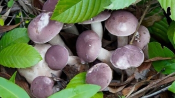 Loại nấm lộc trời dưới tán rừng tràm mưa xuống từ đất chui lên, ăn đắng nhưng cực tốt cho sức khỏe