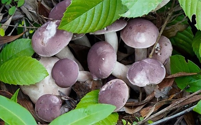 Nấm tràm mọc thành từng cụm với màu tim tím đặc trưng của đất Cố đô.