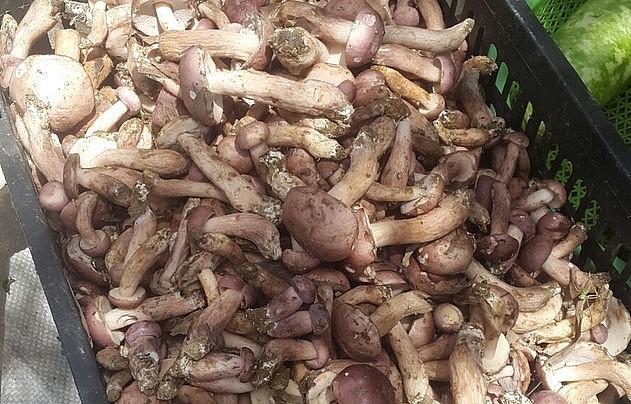 Những rổ nấm tràm ánh tím bắt mắt là hình ảnh quen thuộc ở các khu chợ Huế.