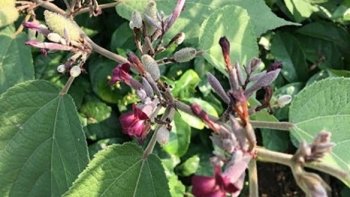 Cây an xoa và những bài thuốc chữa bệnh về gan có thể bạn chưa biết