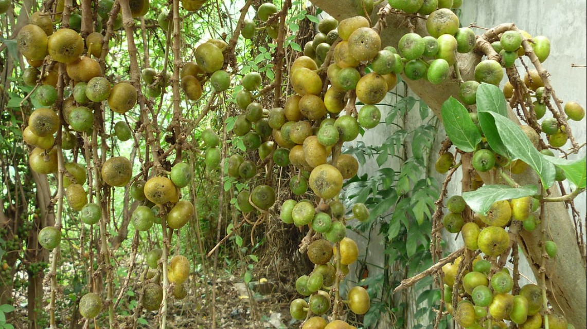 Những công dụng tuyệt vời từ cây ngái không phải ai cũng biết