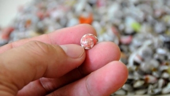 Loài ốc lạ nhiều màu sắc bé như khuy áo, ruột như que tăm là đặc sản ai cũng thích mê săn lùng bằng được