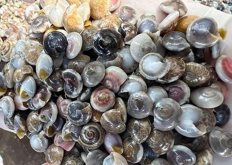 Loài ốc gạo rất quen thuộc với những  người dân vùng duyên hải miền Trung.